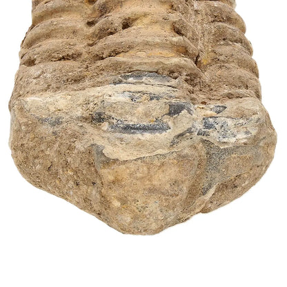 Small Colpocoryphe Calymene Trilobite Fossil