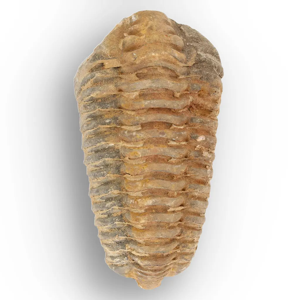 Get your Large Prehistoric Trilobite Fossil Display Piece online now or in store at Forever Gems in Franschhoek, South Africa