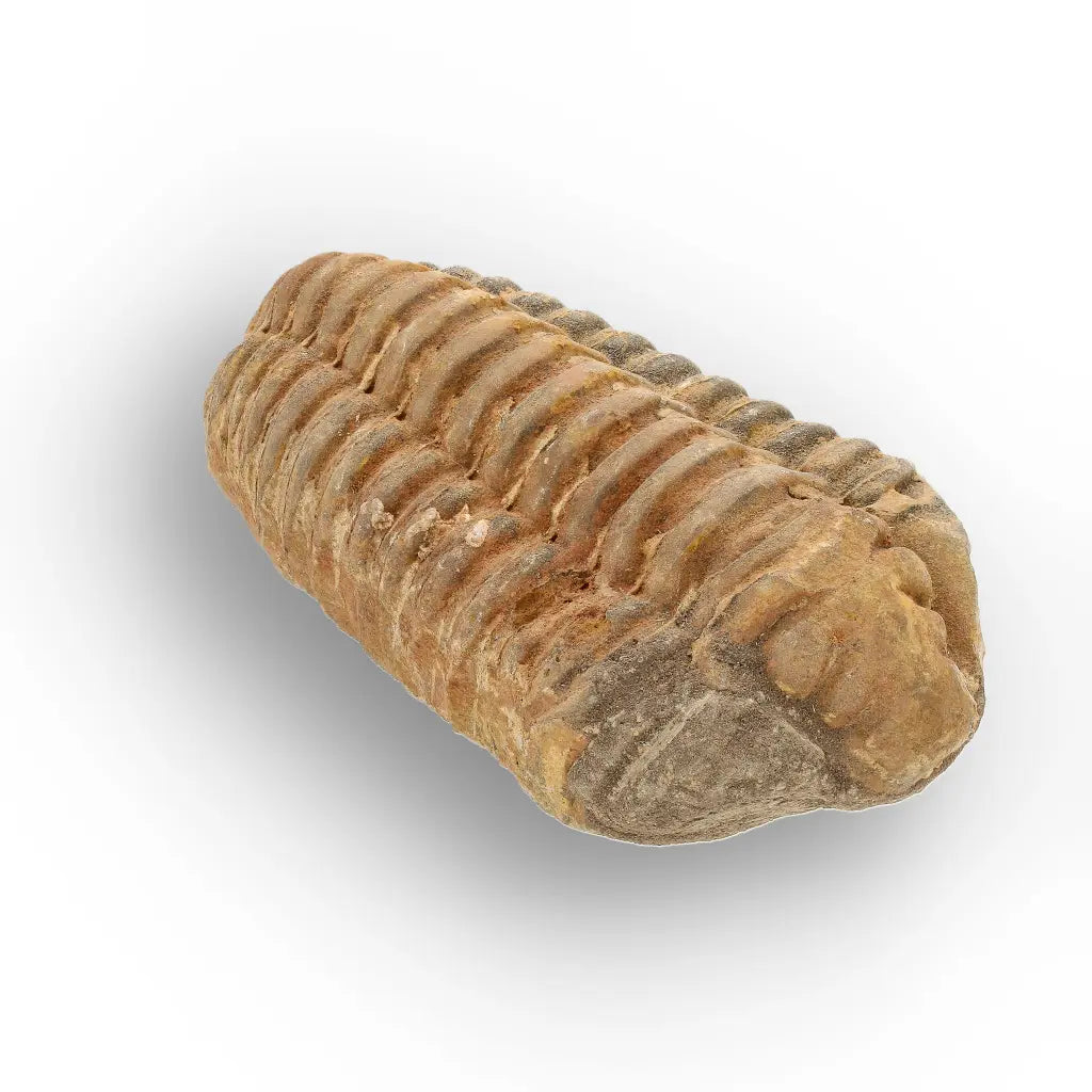 Get your Large Prehistoric Trilobite Fossil Display Piece online now or in store at Forever Gems in Franschhoek, South Africa