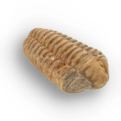 Get your Large Prehistoric Trilobite Fossil Display Piece online now or in store at Forever Gems in Franschhoek, South Africa