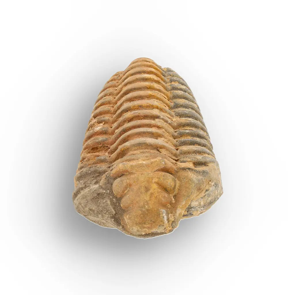 Get your Large Prehistoric Trilobite Fossil Display Piece online now or in store at Forever Gems in Franschhoek, South Africa