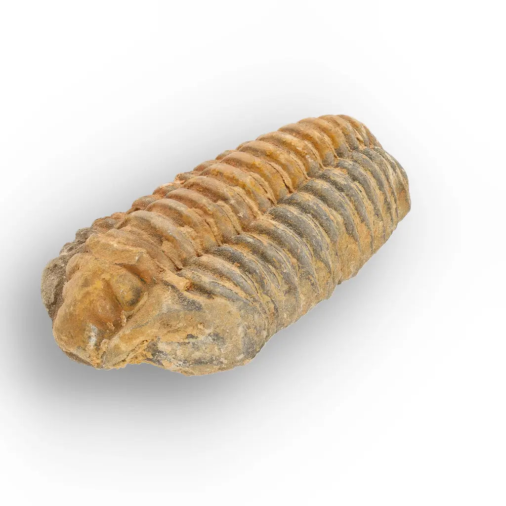 Get your Large Prehistoric Trilobite Fossil Display Piece online now or in store at Forever Gems in Franschhoek, South Africa
