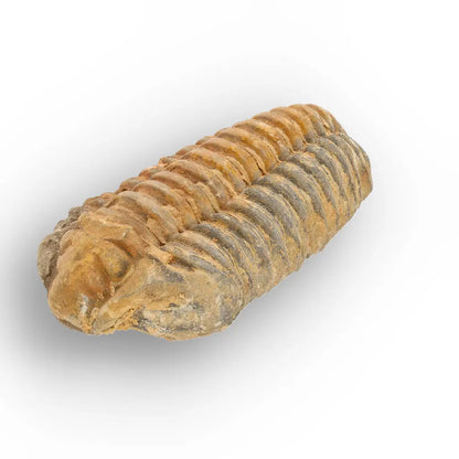 Get your Large Prehistoric Trilobite Fossil Display Piece online now or in store at Forever Gems in Franschhoek, South Africa