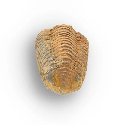 Get your Large Prehistoric Trilobite Fossil Display Piece online now or in store at Forever Gems in Franschhoek, South Africa