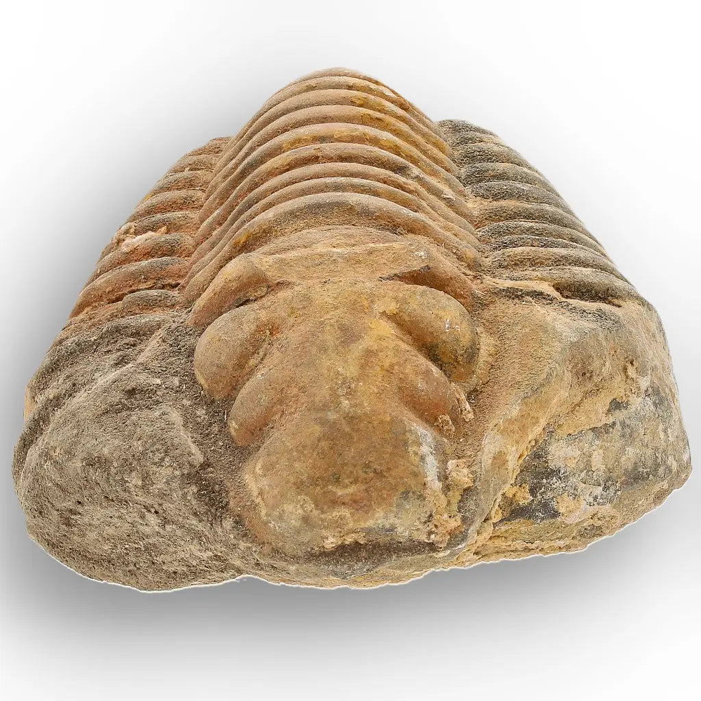 Get your Large Prehistoric Trilobite Fossil Display Piece online now or in store at Forever Gems in Franschhoek, South Africa