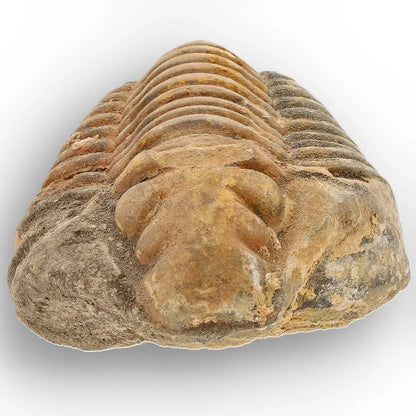 Get your Large Prehistoric Trilobite Fossil Display Piece online now or in store at Forever Gems in Franschhoek, South Africa
