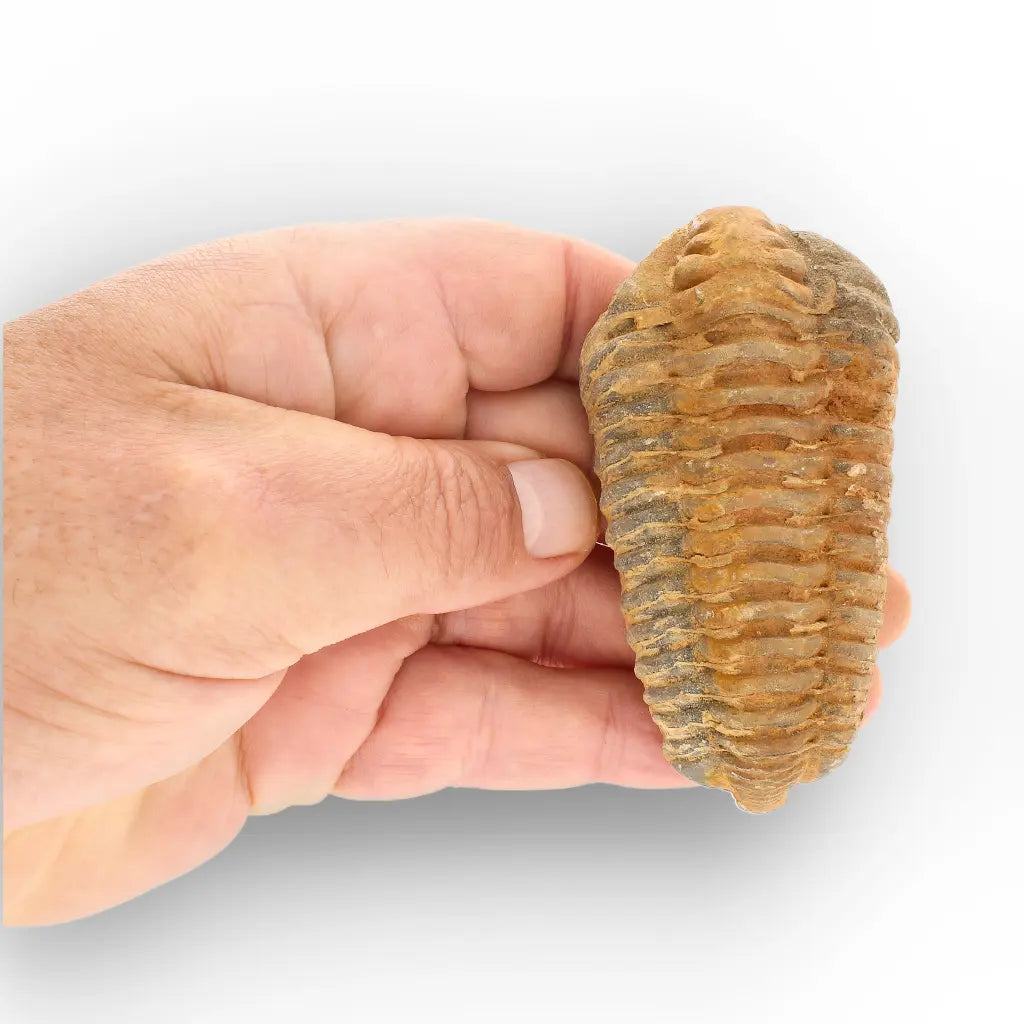 Get your Large Prehistoric Trilobite Fossil Display Piece online now or in store at Forever Gems in Franschhoek, South Africa