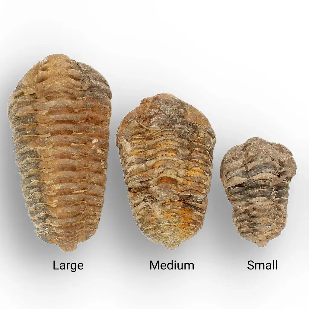 Get your Small Anti-Atlas Trilobite Fossil online now or in store at Forever Gems in Franschhoek, South Africa