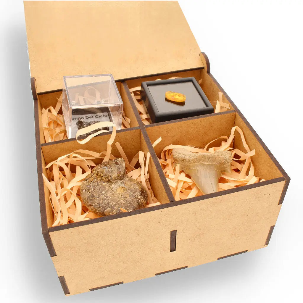 Get your Time Capsule Fossil Gift Box – Shark Tooth, Amber & Meteorite online now or in store at Forever Gems in Franschhoek, South Africa