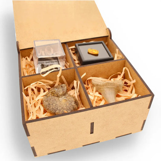 Get your Time Capsule Fossil Gift Box – Shark Tooth, Amber & Meteorite online now or in store at Forever Gems in Franschhoek, South Africa