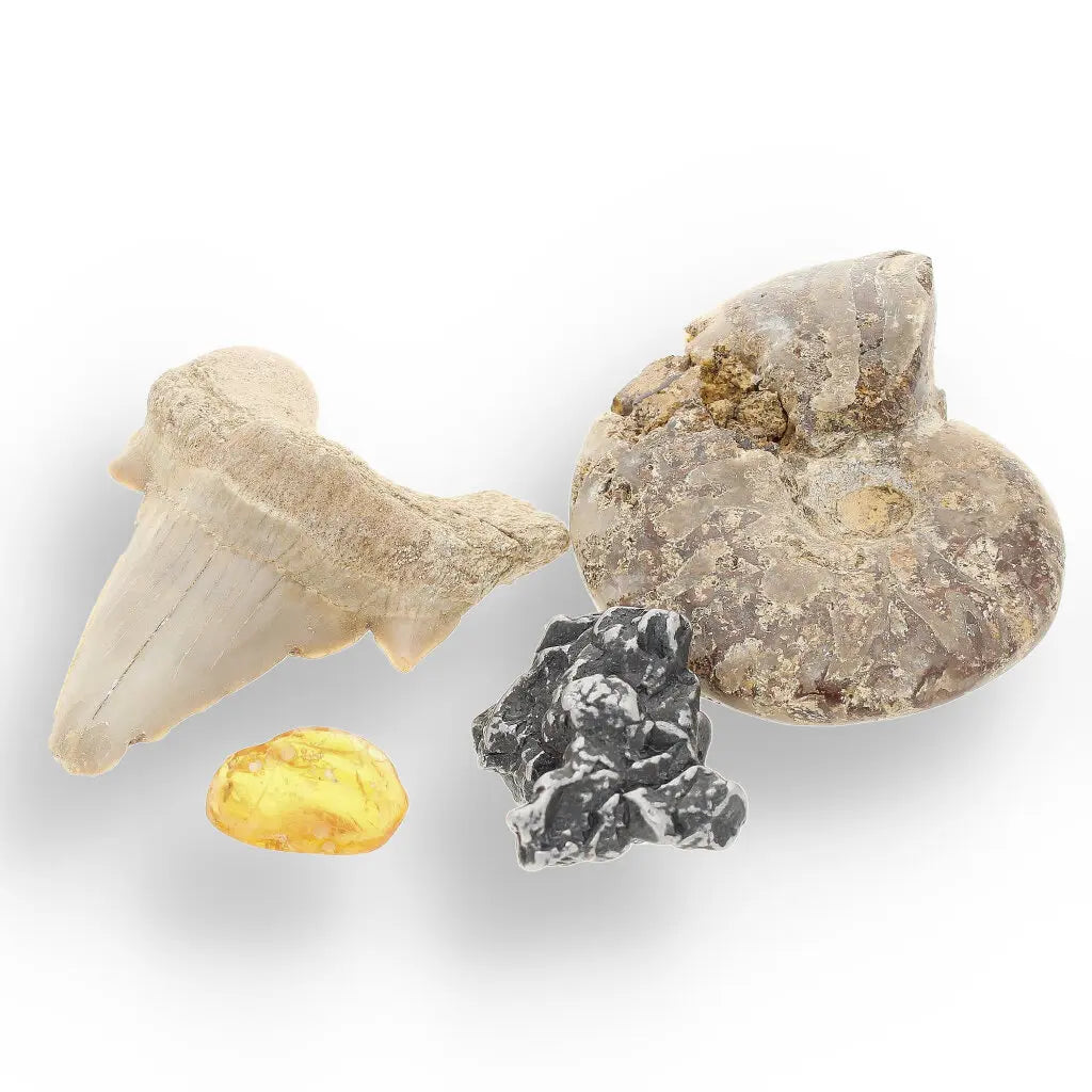 Get your Time Capsule Fossil Gift Box – Shark Tooth, Amber & Meteorite online now or in store at Forever Gems in Franschhoek, South Africa