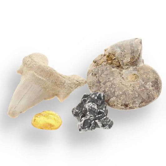 Get your Time Capsule Fossil Gift Box – Shark Tooth, Amber & Meteorite online now or in store at Forever Gems in Franschhoek, South Africa