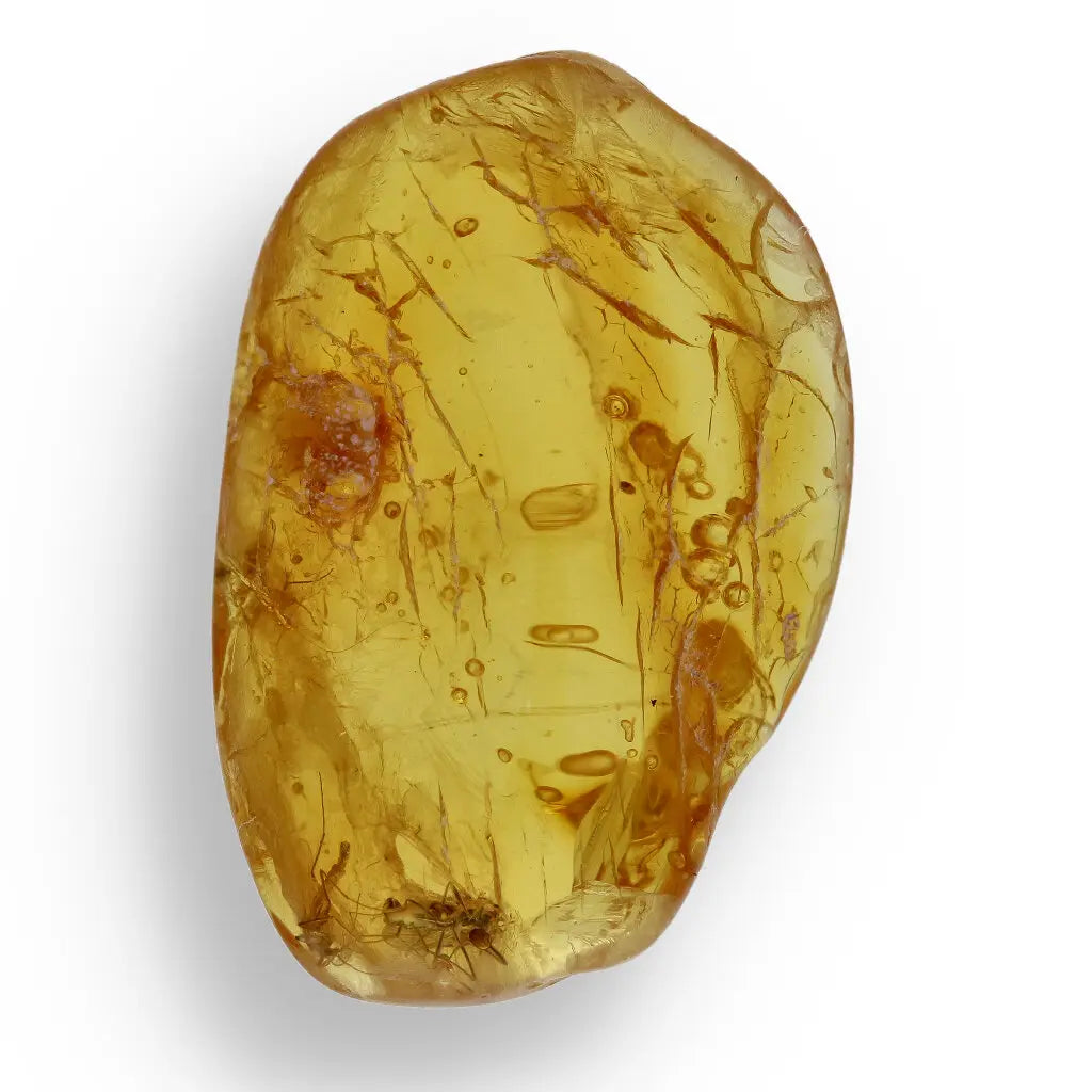 Get your Time Capsule Fossil Gift Box – Shark Tooth, Amber & Meteorite online now or in store at Forever Gems in Franschhoek, South Africa