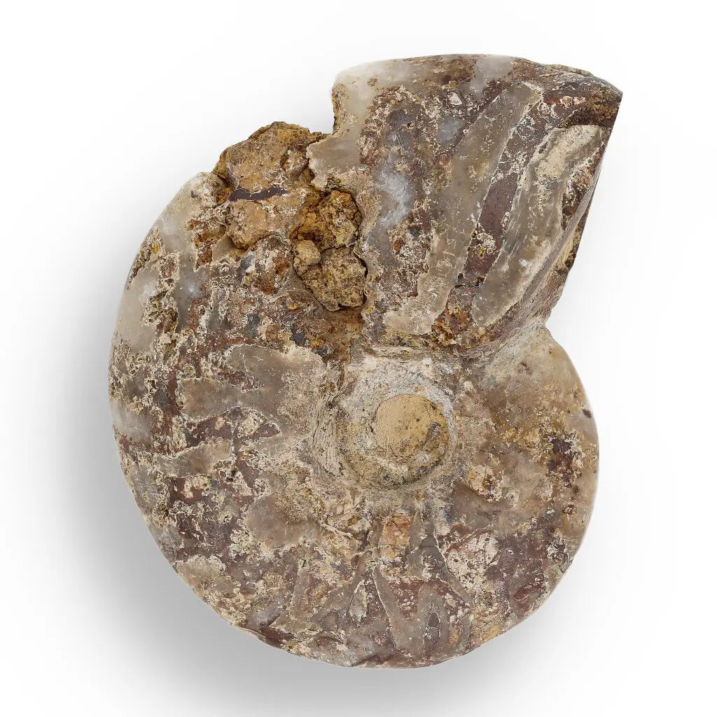 Get your Time Capsule Fossil Gift Box – Shark Tooth, Amber & Meteorite online now or in store at Forever Gems in Franschhoek, South Africa