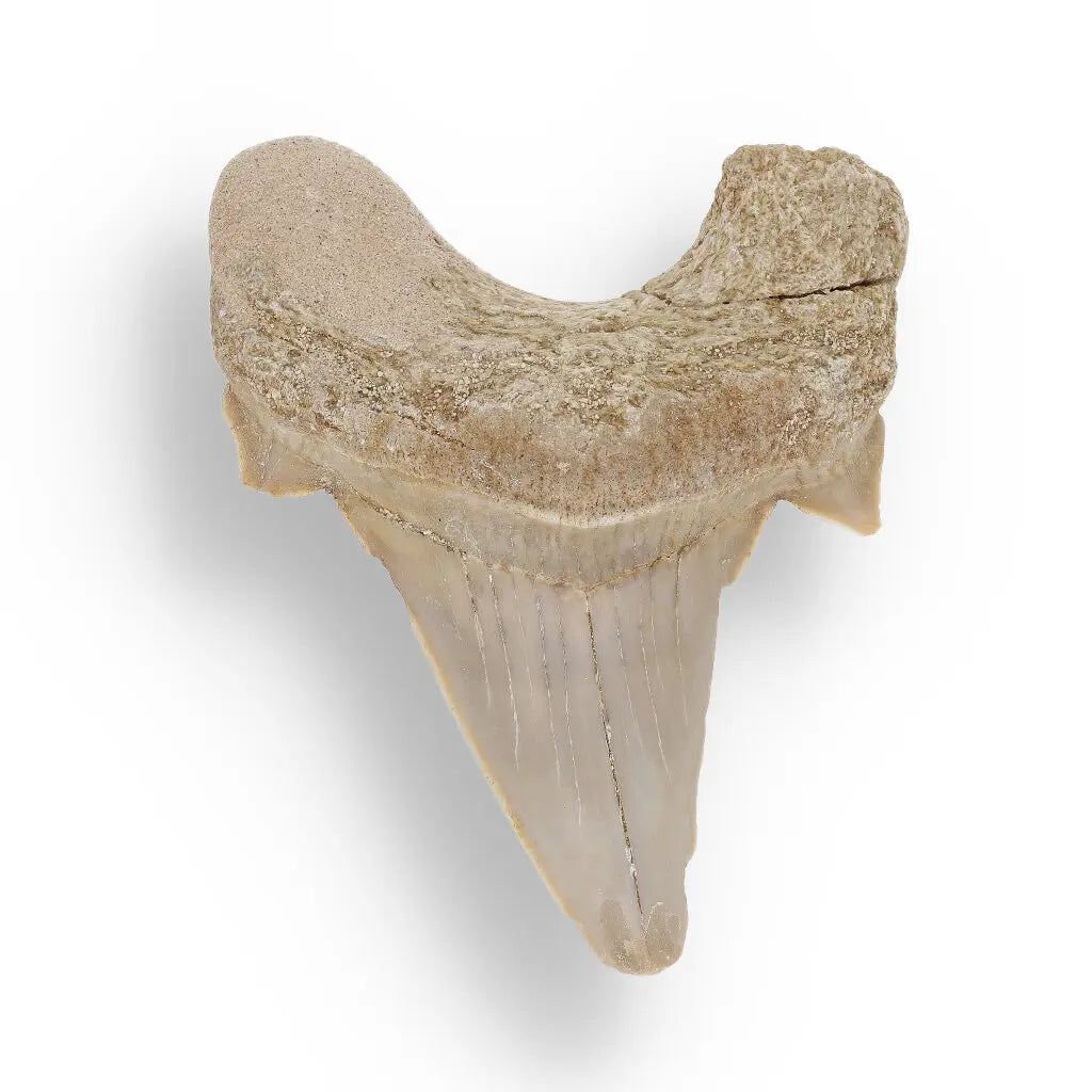 Get your Time Capsule Fossil Gift Box – Shark Tooth, Amber & Meteorite online now or in store at Forever Gems in Franschhoek, South Africa