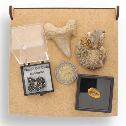 Get your Time Capsule Fossil Gift Box – Shark Tooth, Amber & Meteorite online now or in store at Forever Gems in Franschhoek, South Africa