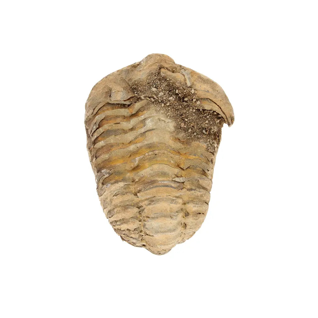 Small Fossilised Calymene Trilobite Fossil