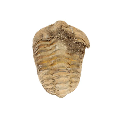 Small Fossilised Calymene Trilobite Fossil