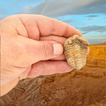 Small Fossilised Calymene Trilobite Fossil