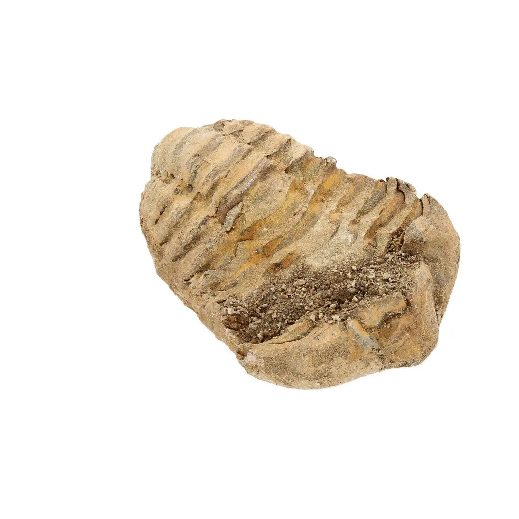 Small Fossilised Calymene Trilobite Fossil