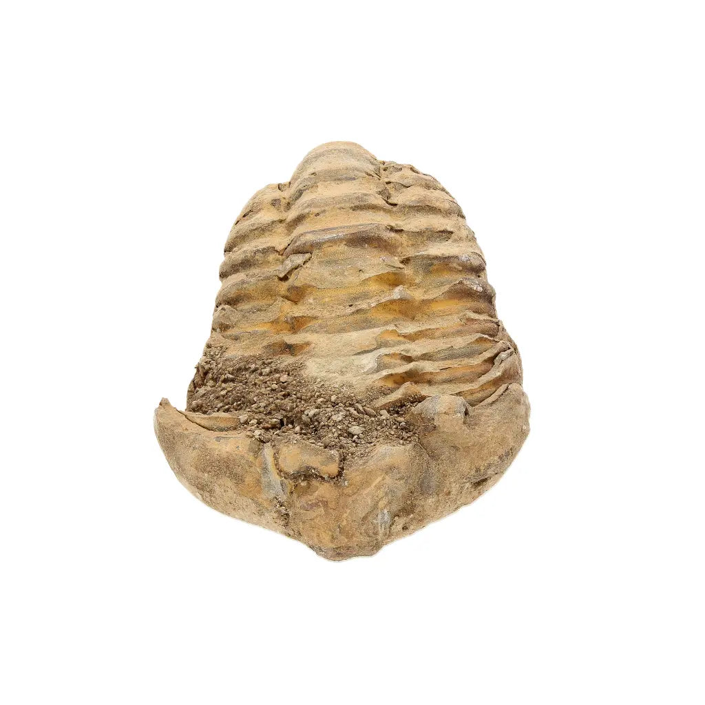 Small Fossilised Calymene Trilobite Fossil