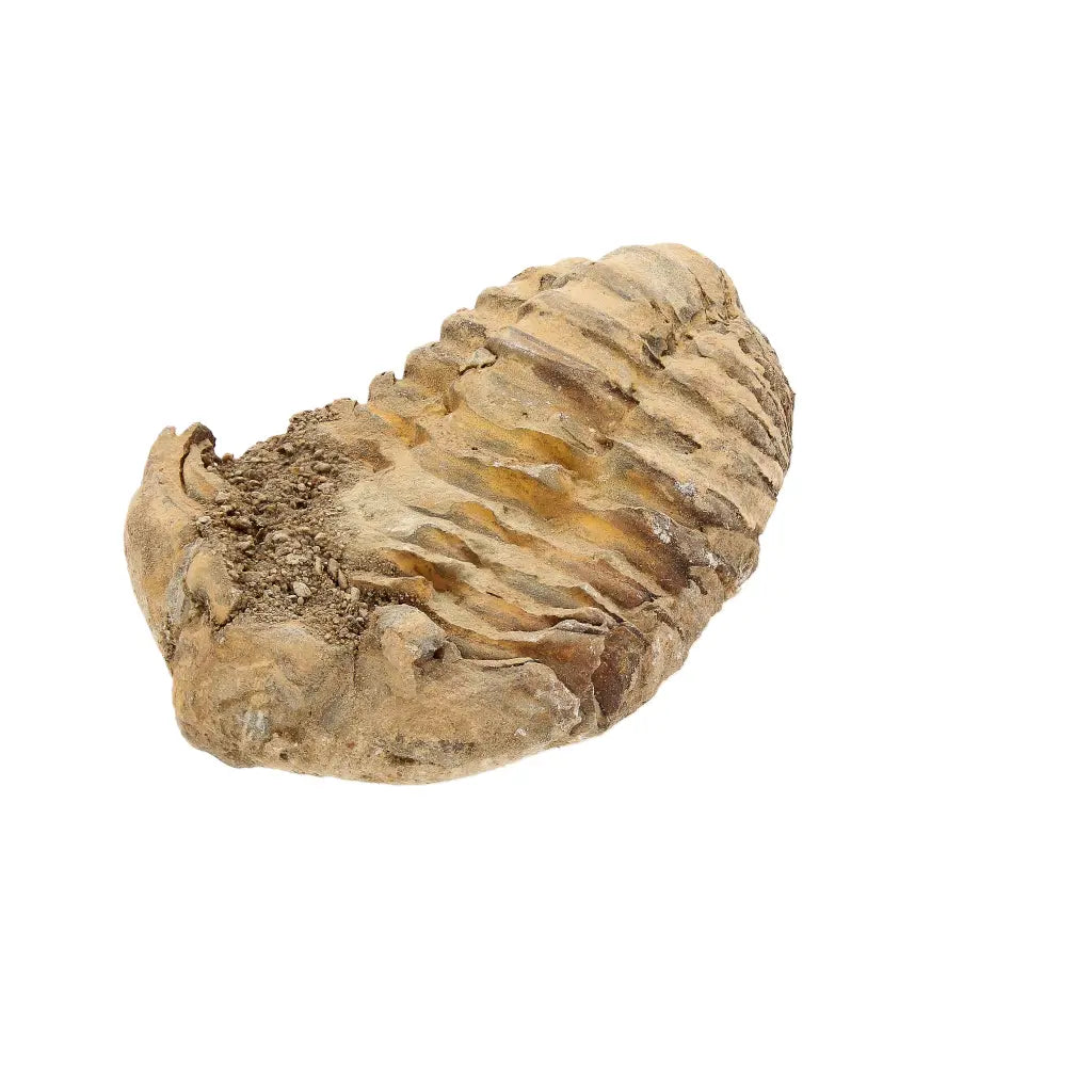Small Fossilised Calymene Trilobite Fossil