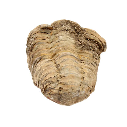 Small Fossilised Calymene Trilobite Fossil