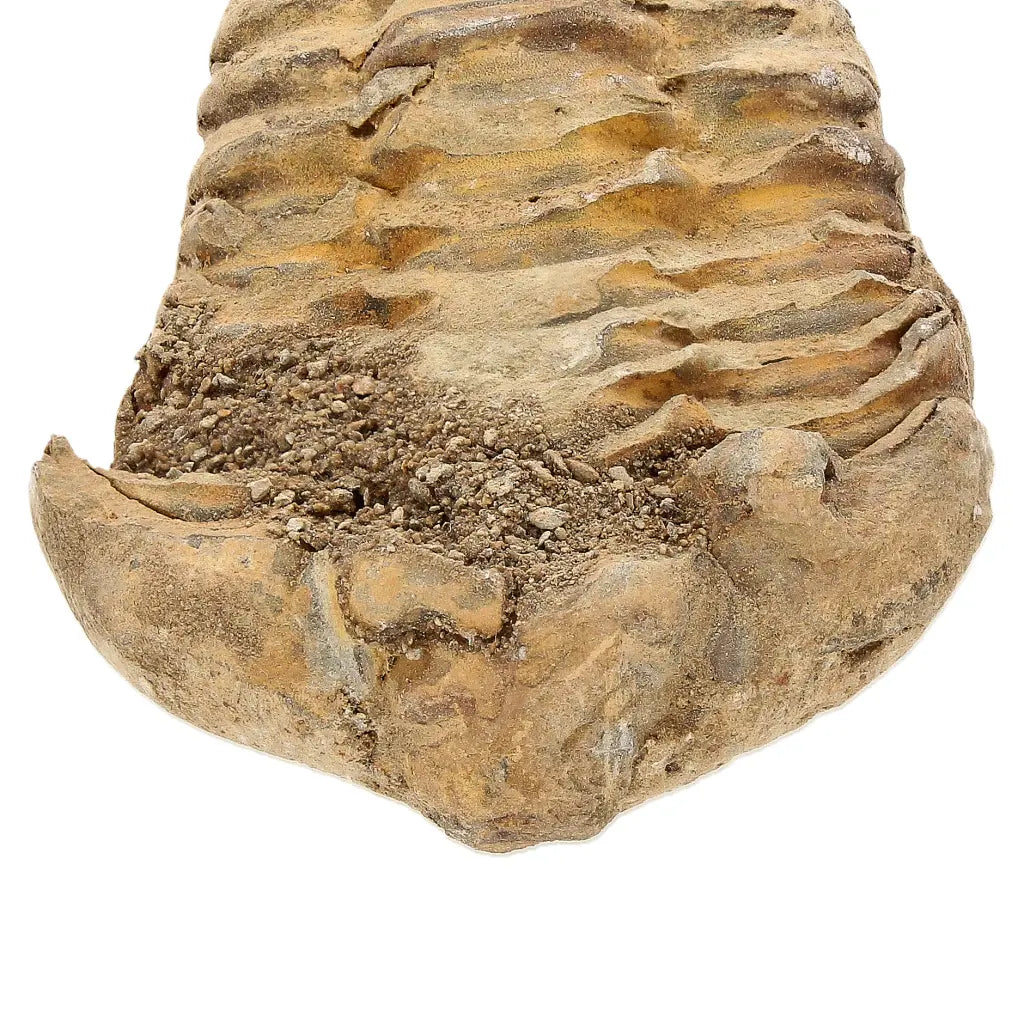 Small Fossilised Calymene Trilobite Fossil