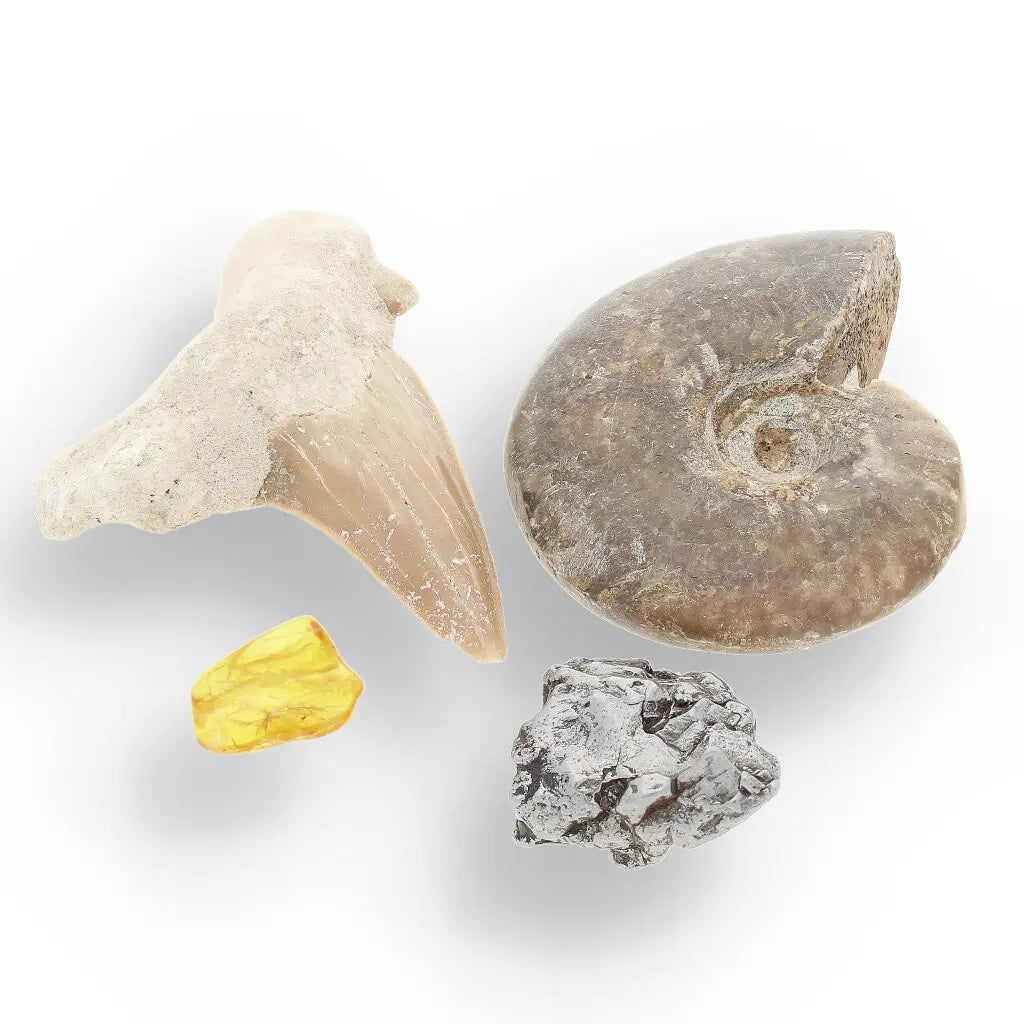 Get your Time Capsule Fossil Gift Box – Shark Tooth, Amber & Meteorite online now or in store at Forever Gems in Franschhoek, South Africa
