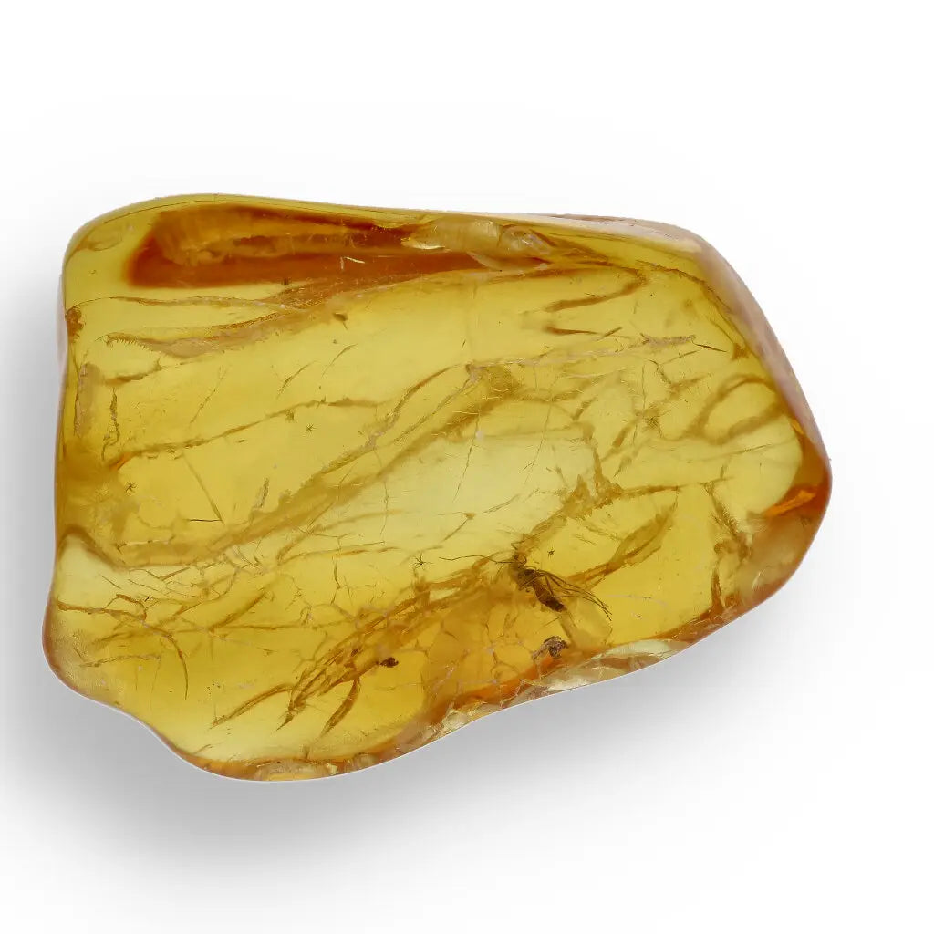 Get your Time Capsule Fossil Gift Box – Shark Tooth, Amber & Meteorite online now or in store at Forever Gems in Franschhoek, South Africa