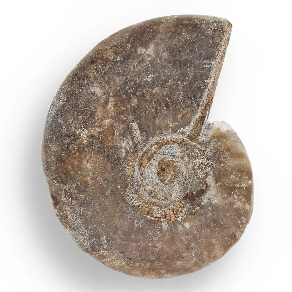 Get your Time Capsule Fossil Gift Box – Shark Tooth, Amber & Meteorite online now or in store at Forever Gems in Franschhoek, South Africa