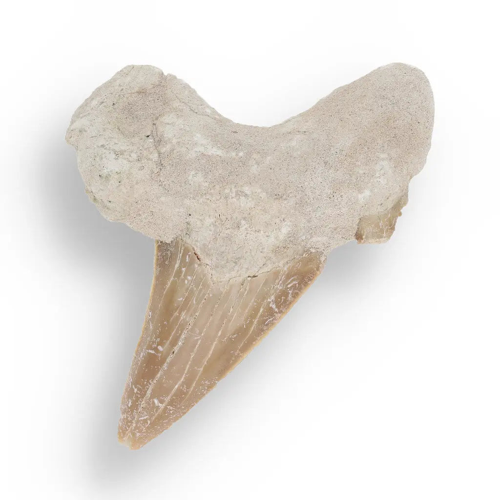 Get your Time Capsule Fossil Gift Box – Shark Tooth, Amber & Meteorite online now or in store at Forever Gems in Franschhoek, South Africa