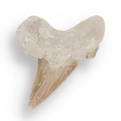 Get your Time Capsule Fossil Gift Box – Shark Tooth, Amber & Meteorite online now or in store at Forever Gems in Franschhoek, South Africa