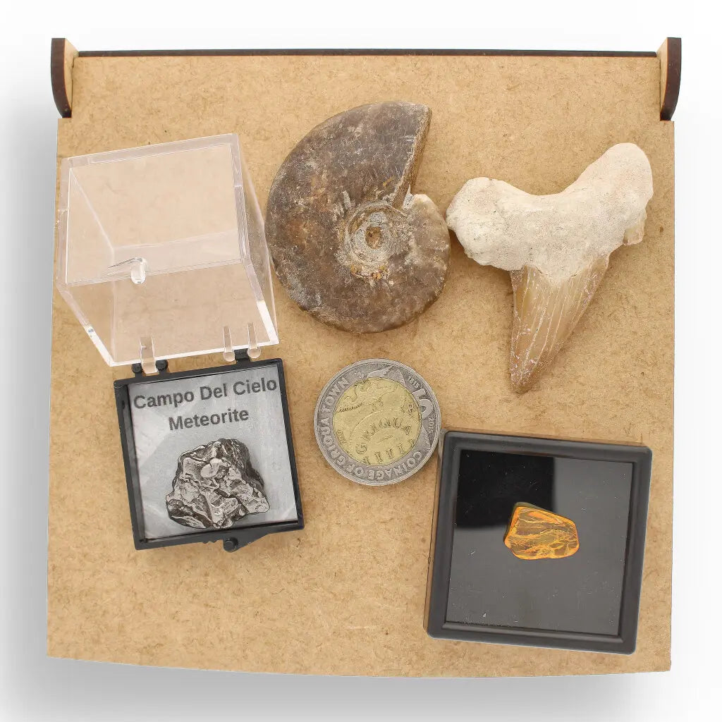 Get your Time Capsule Fossil Gift Box – Shark Tooth, Amber & Meteorite online now or in store at Forever Gems in Franschhoek, South Africa