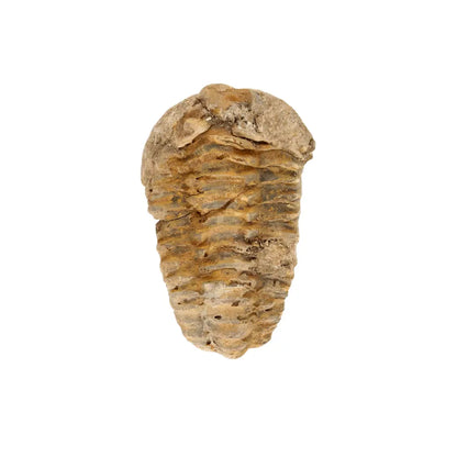 Get your Small Ancient Calymene Trilobite Fossil online now or in store at Forever Gems in Franschhoek, South Africa