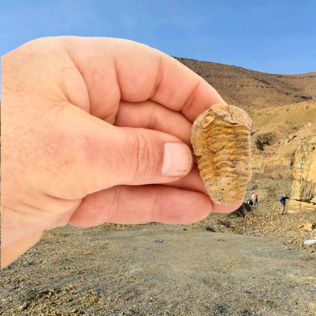 Get your Small Ancient Calymene Trilobite Fossil online now or in store at Forever Gems in Franschhoek, South Africa