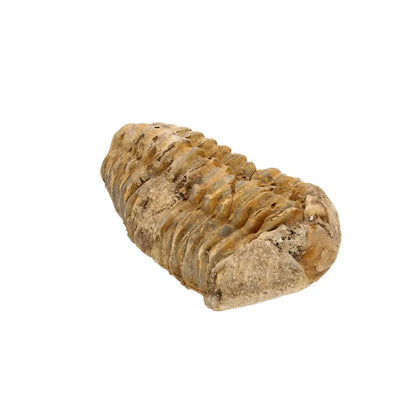 Get your Small Ancient Calymene Trilobite Fossil online now or in store at Forever Gems in Franschhoek, South Africa