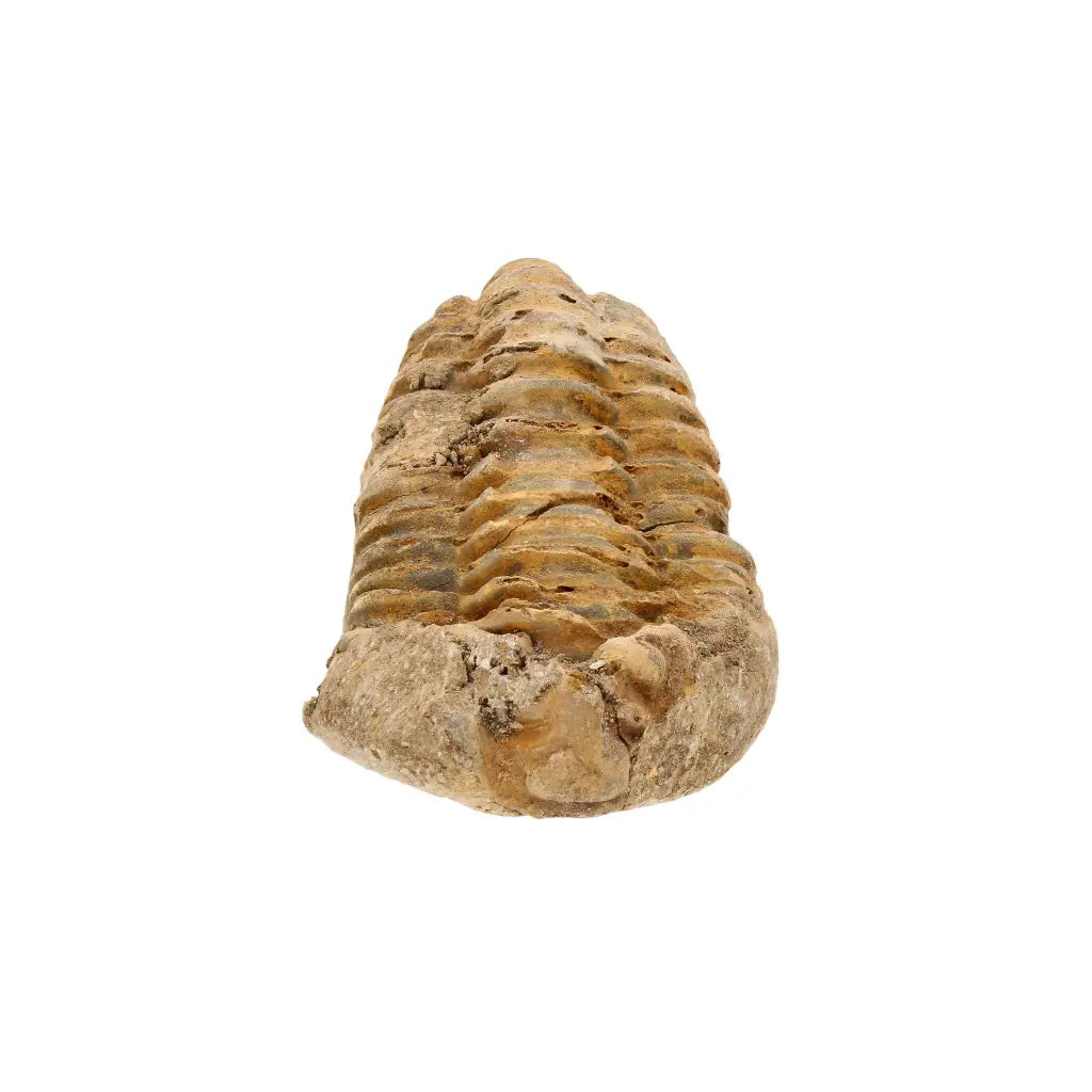 Get your Small Ancient Calymene Trilobite Fossil online now or in store at Forever Gems in Franschhoek, South Africa