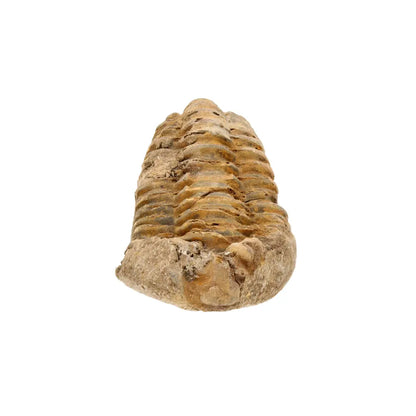 Get your Small Ancient Calymene Trilobite Fossil online now or in store at Forever Gems in Franschhoek, South Africa