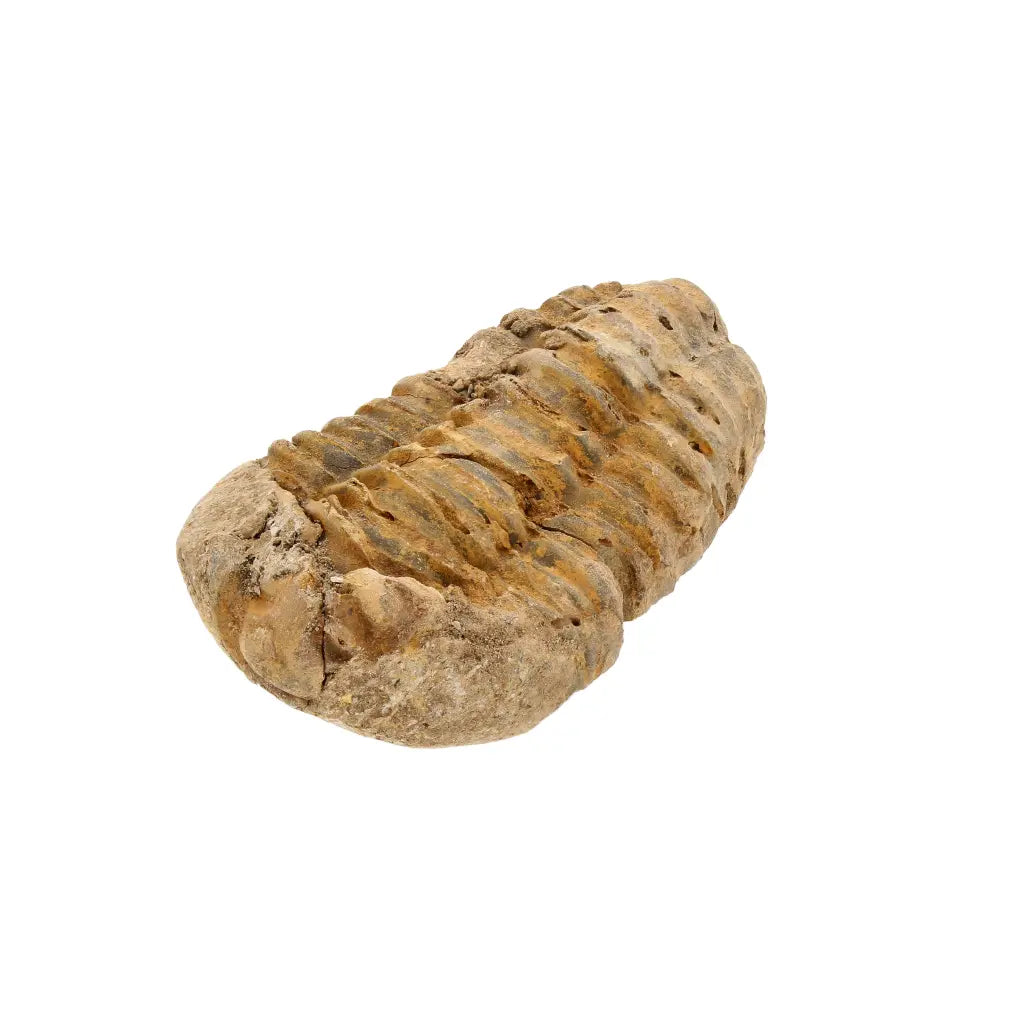 Get your Small Ancient Calymene Trilobite Fossil online now or in store at Forever Gems in Franschhoek, South Africa