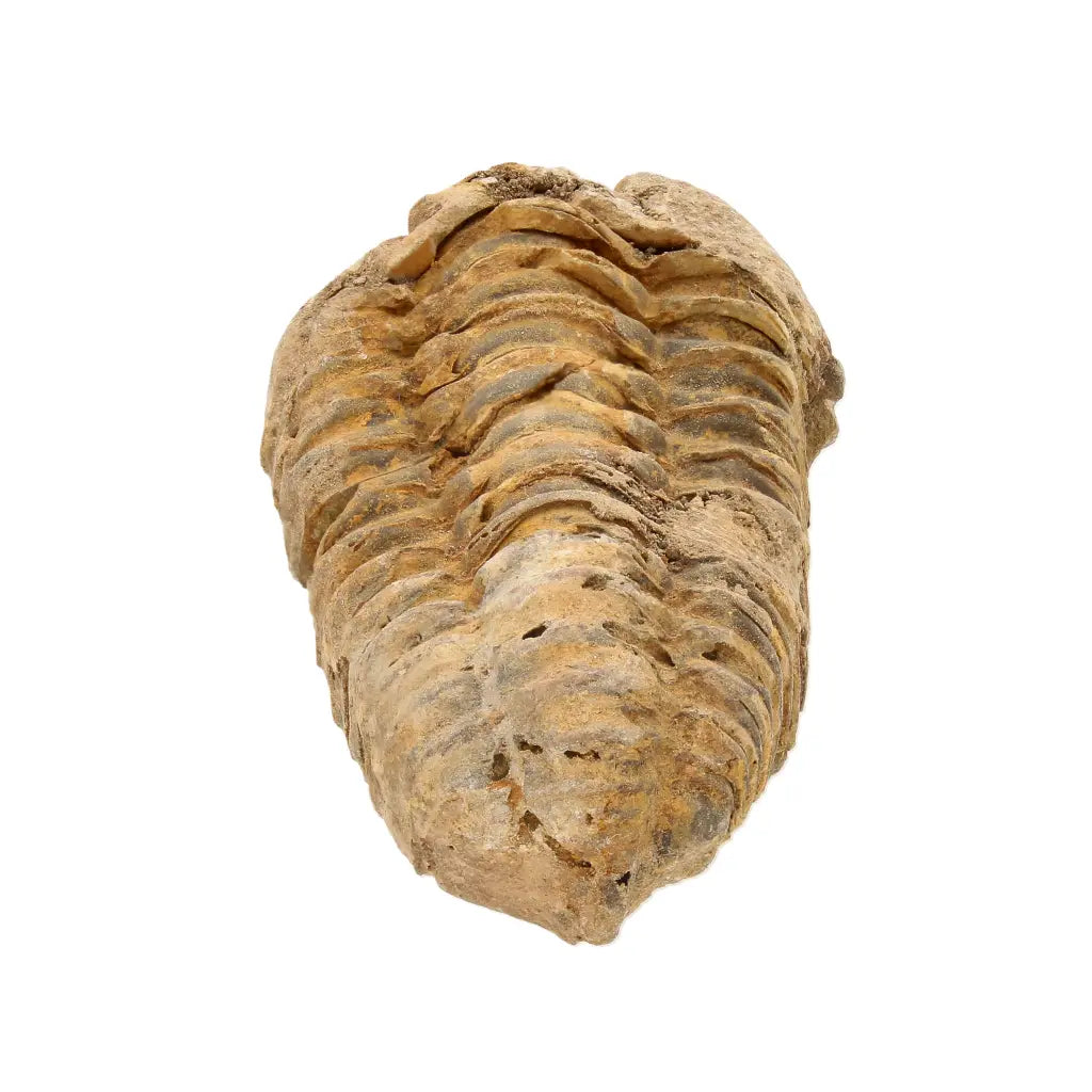 Get your Small Ancient Calymene Trilobite Fossil online now or in store at Forever Gems in Franschhoek, South Africa
