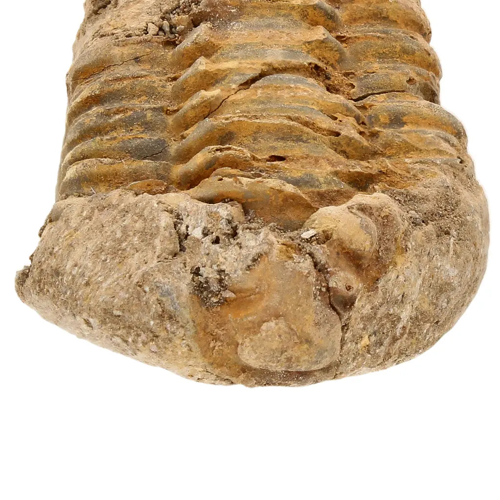 Get your Small Ancient Calymene Trilobite Fossil online now or in store at Forever Gems in Franschhoek, South Africa