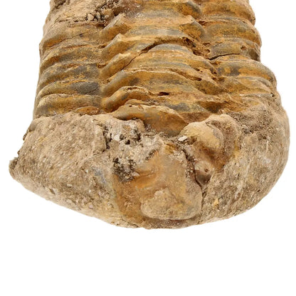 Get your Small Ancient Calymene Trilobite Fossil online now or in store at Forever Gems in Franschhoek, South Africa