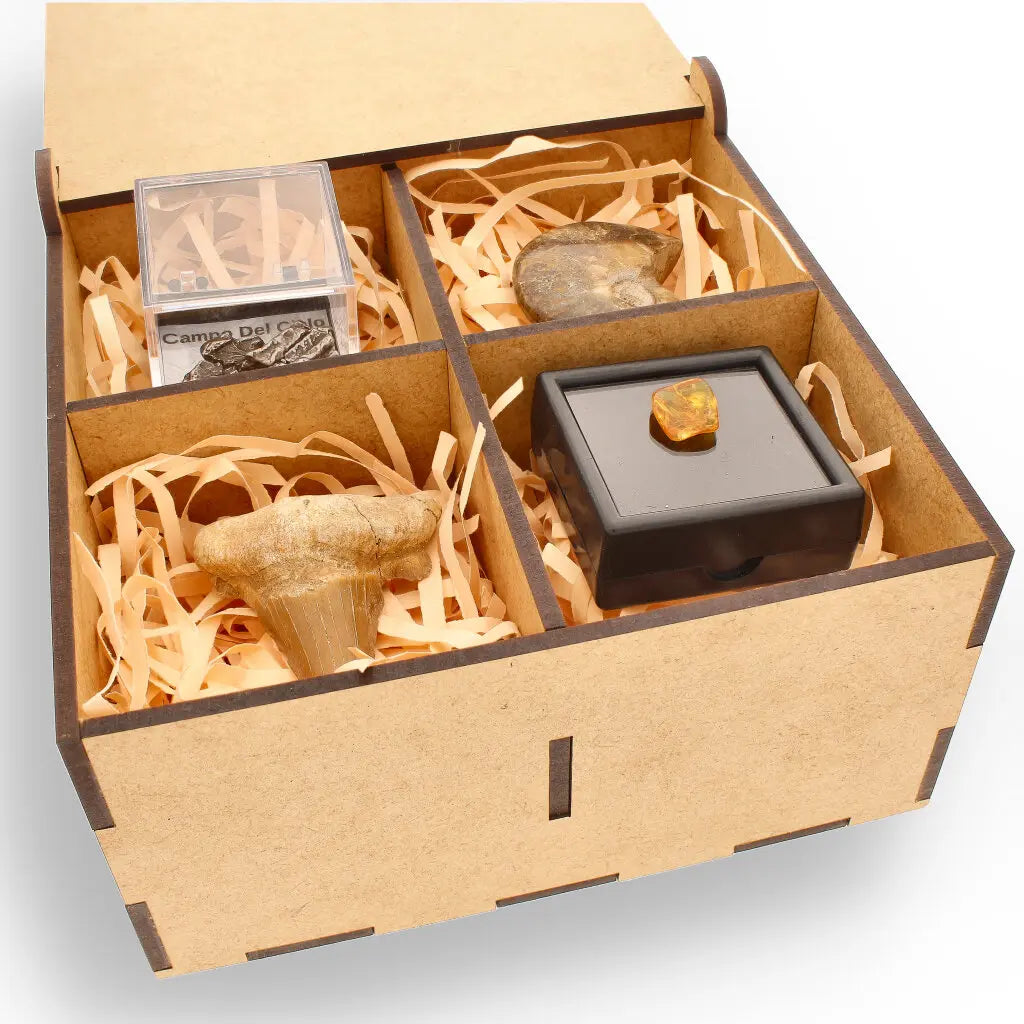 Get your Time Capsule Fossil Gift Box – Shark Tooth, Amber & Meteorite online now or in store at Forever Gems in Franschhoek, South Africa