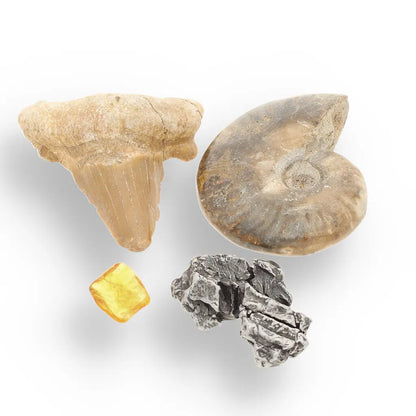 Get your Time Capsule Fossil Gift Box – Shark Tooth, Amber & Meteorite online now or in store at Forever Gems in Franschhoek, South Africa