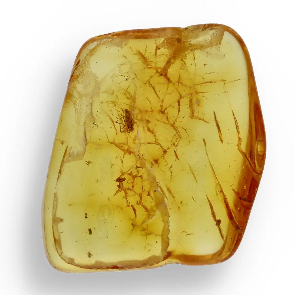 Get your Time Capsule Fossil Gift Box – Shark Tooth, Amber & Meteorite online now or in store at Forever Gems in Franschhoek, South Africa