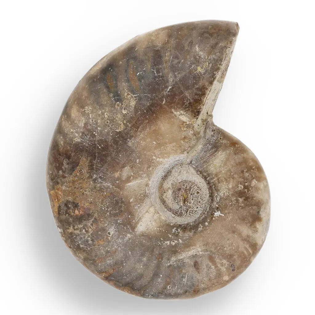 Get your Time Capsule Fossil Gift Box – Shark Tooth, Amber & Meteorite online now or in store at Forever Gems in Franschhoek, South Africa