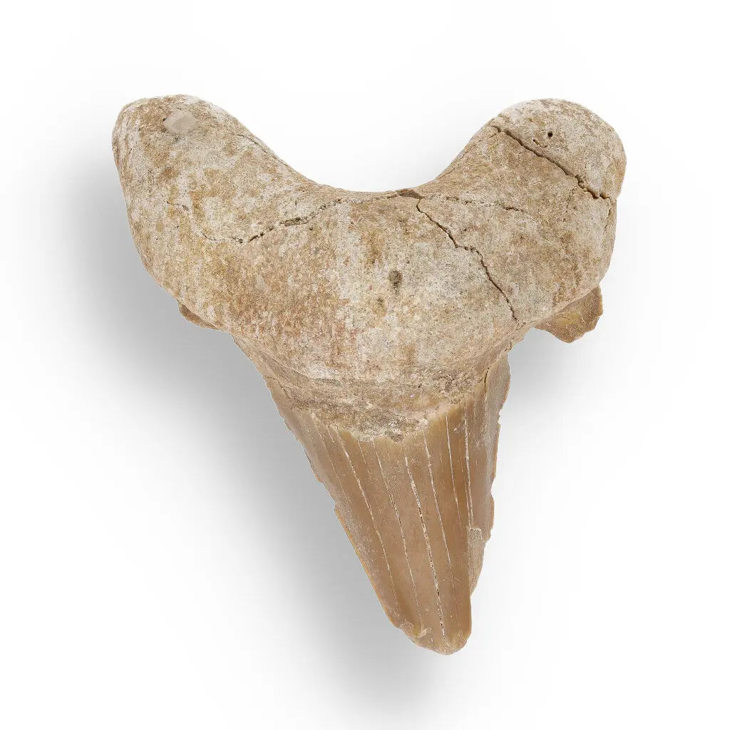 Get your Time Capsule Fossil Gift Box – Shark Tooth, Amber & Meteorite online now or in store at Forever Gems in Franschhoek, South Africa