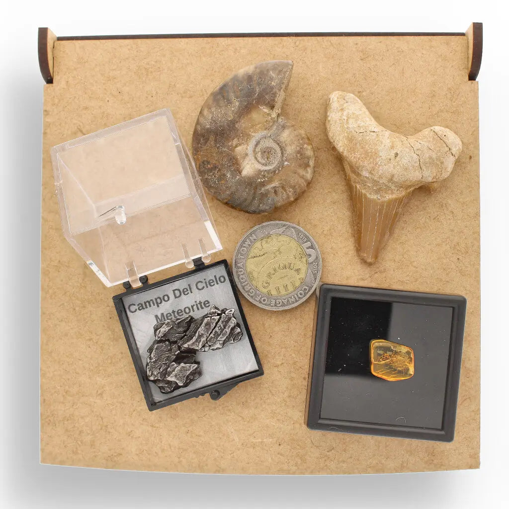 Get your Time Capsule Fossil Gift Box – Shark Tooth, Amber & Meteorite online now or in store at Forever Gems in Franschhoek, South Africa