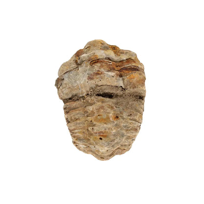 Small Ordovician Calymene Trilobite Fossil